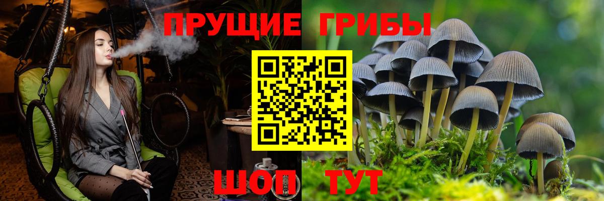 Псилоцибиновые грибы мицелий Томск